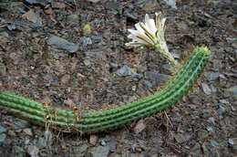 Imagem de Echinopsis quadratiumbonata (F. Ritter) D. R. Hunt