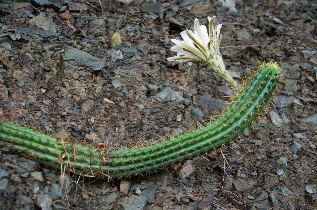 Image of Echinopsis quadratiumbonata (F. Ritter) D. R. Hunt