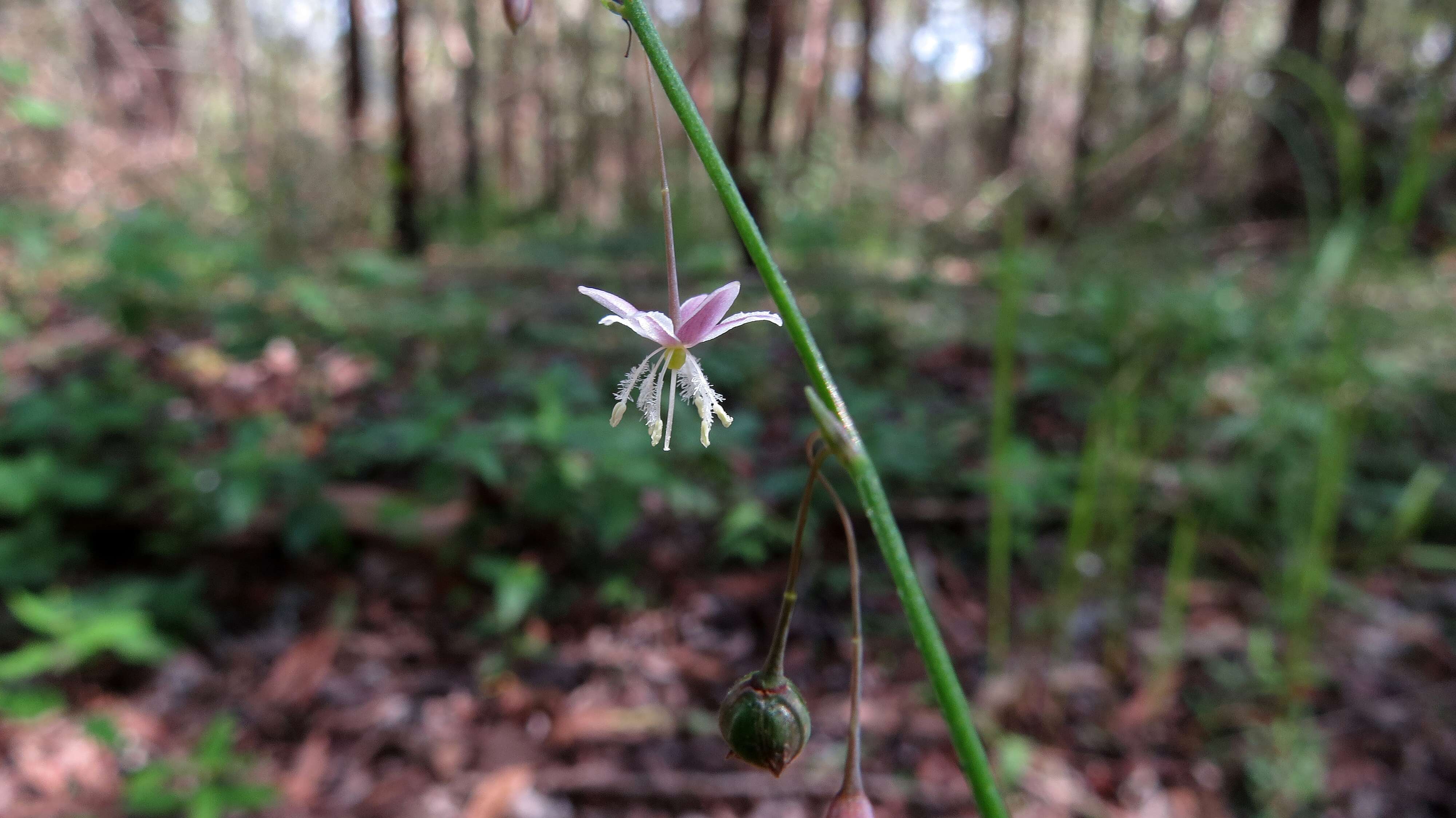 Image of cerulean flaxlily