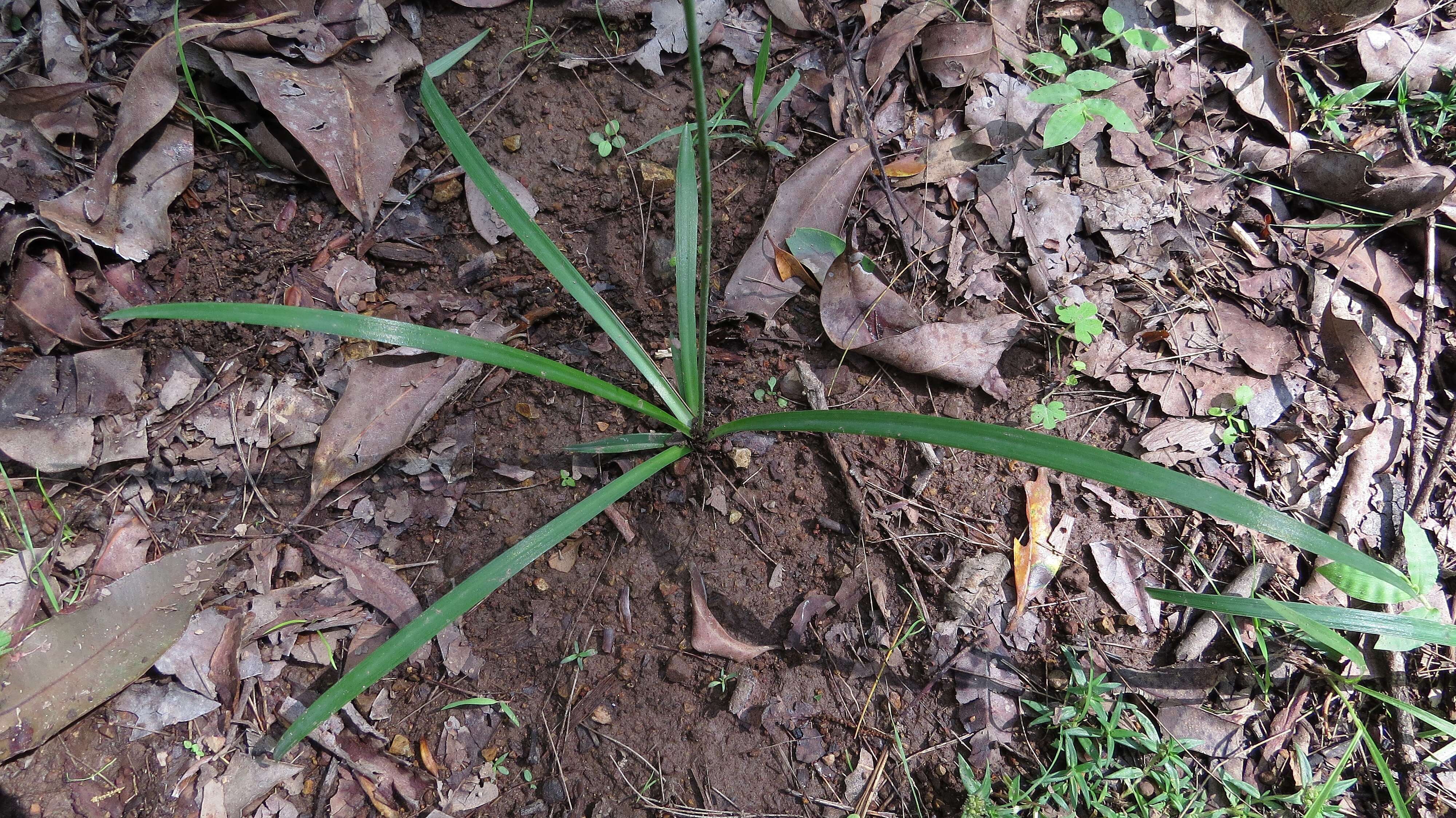 Image of cerulean flaxlily