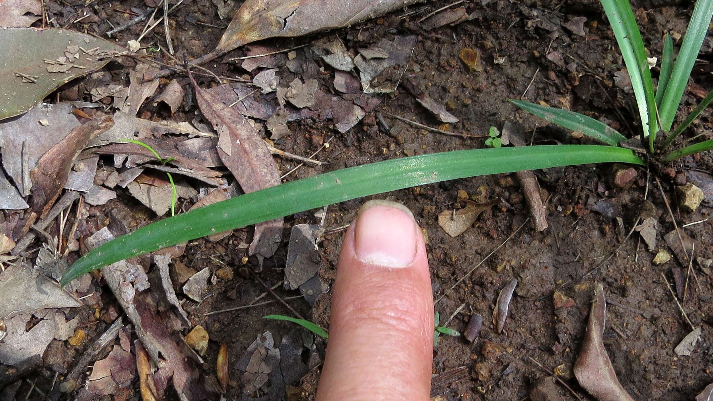 Image of cerulean flaxlily