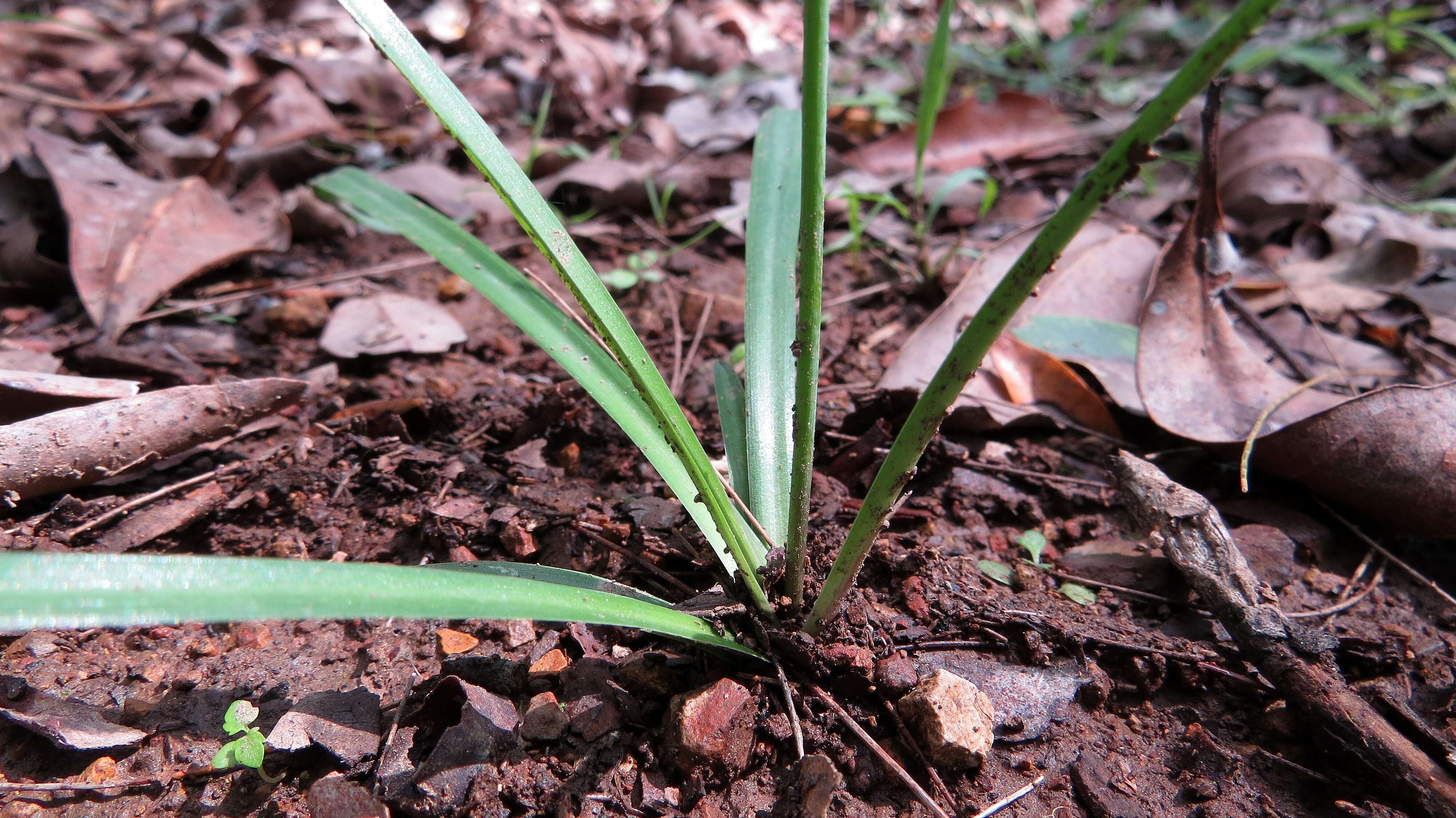 Image of cerulean flaxlily