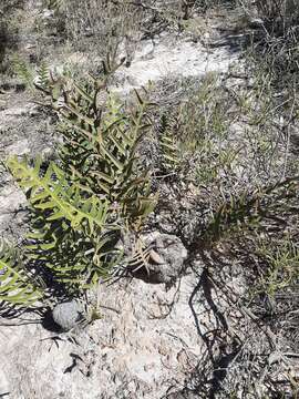 Image of Banksia chamaephyton A. S. George