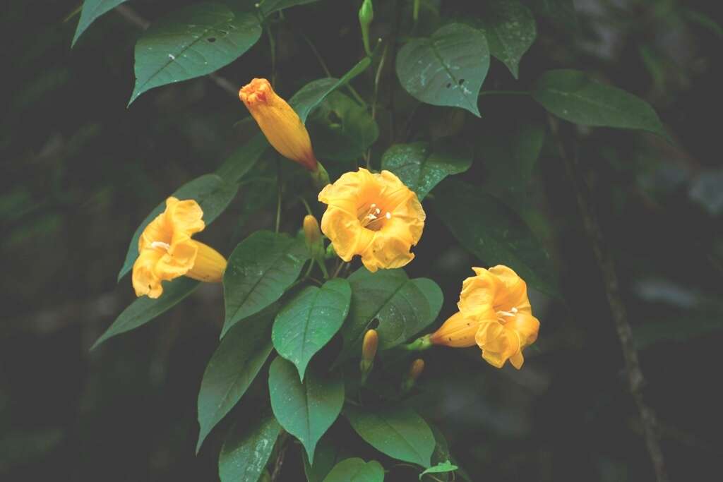 Ipomoea aurantiaca L. O. Williams resmi