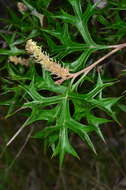 Image of Grevillea ramosissima subsp. ramosissima