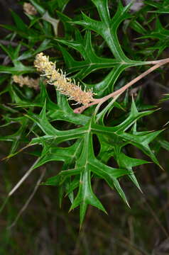 Image of Grevillea ramosissima subsp. ramosissima