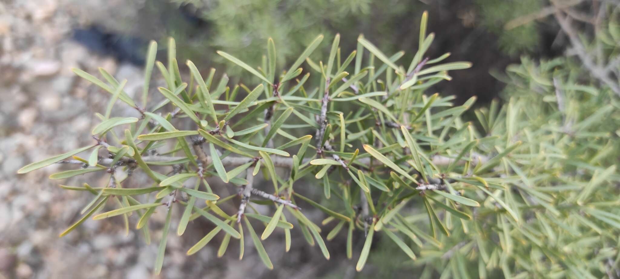 Image of Rhamnus lycioides subsp. lycioides