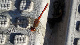 Image of Red Percher Dragonfly