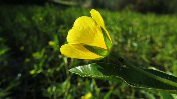 Image of floating primrose-willow