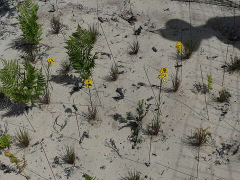 Image of Ben Lomond wallflower