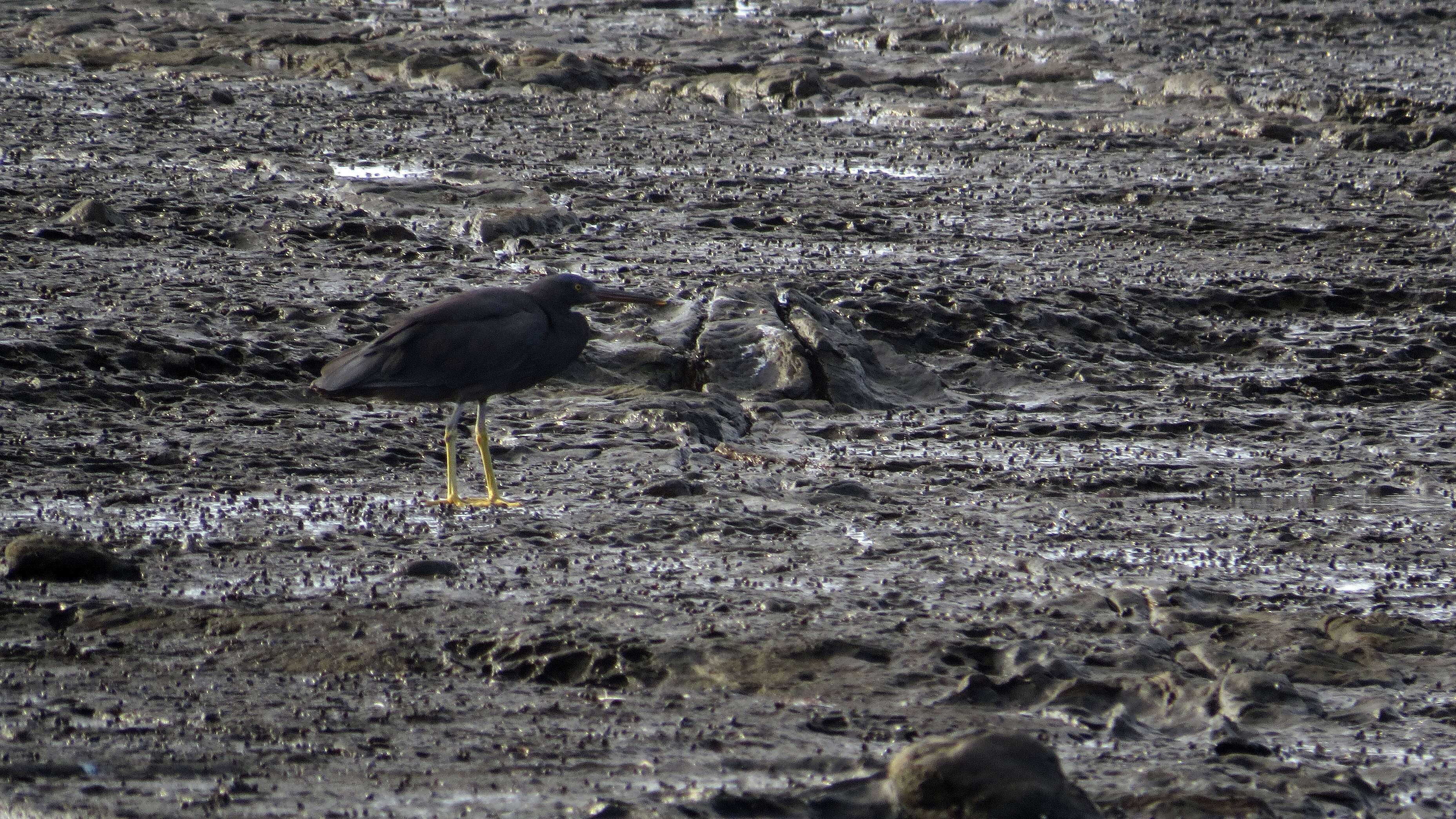 Image of Eastern Reef Egret