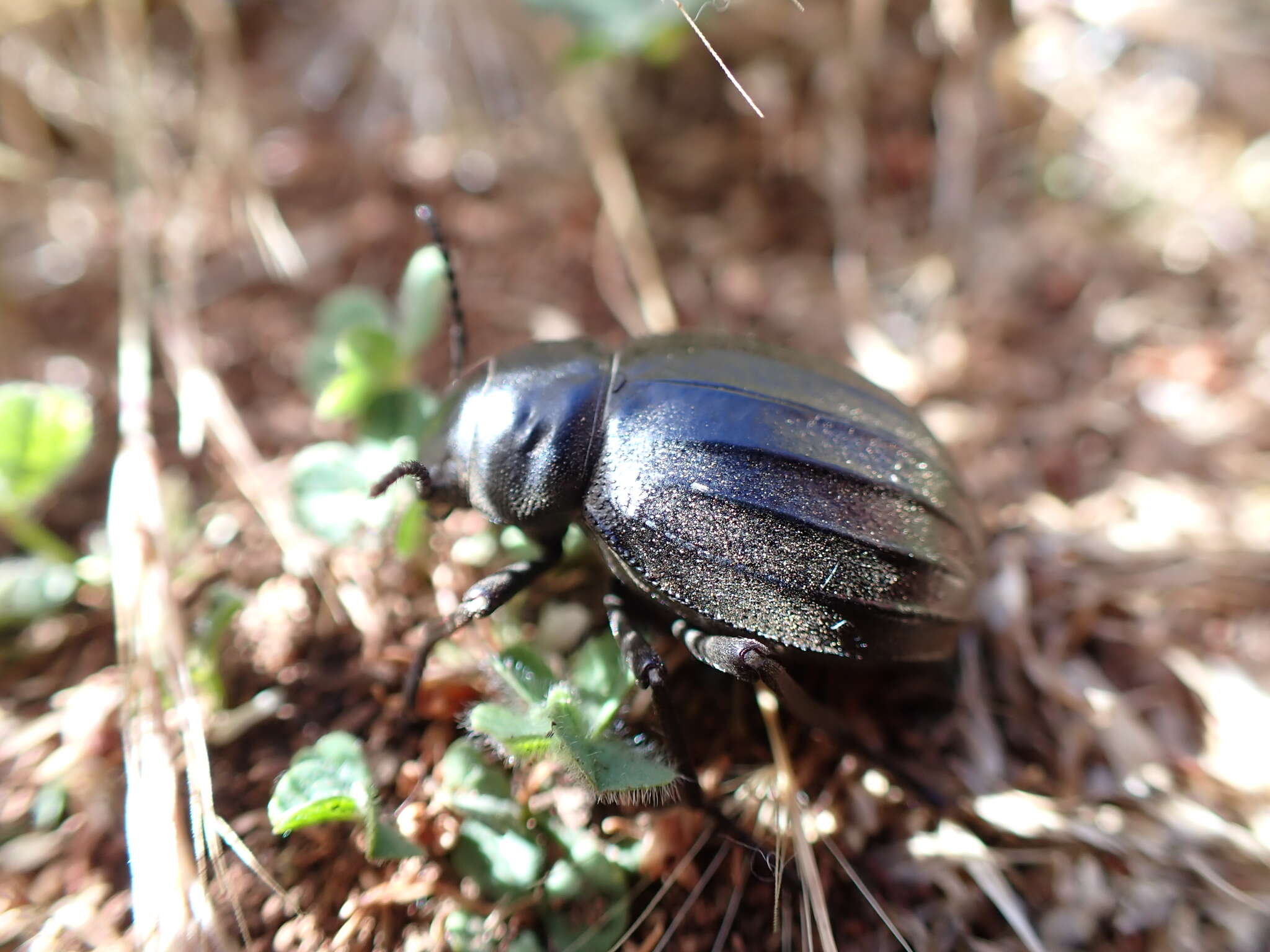 Image of <i>Pimelia laevigata costipennis</i>