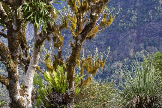 Image of Dendrocnide excelsa (Wedd.) Chew