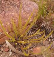 Image of Muraltia acerosa Harv.