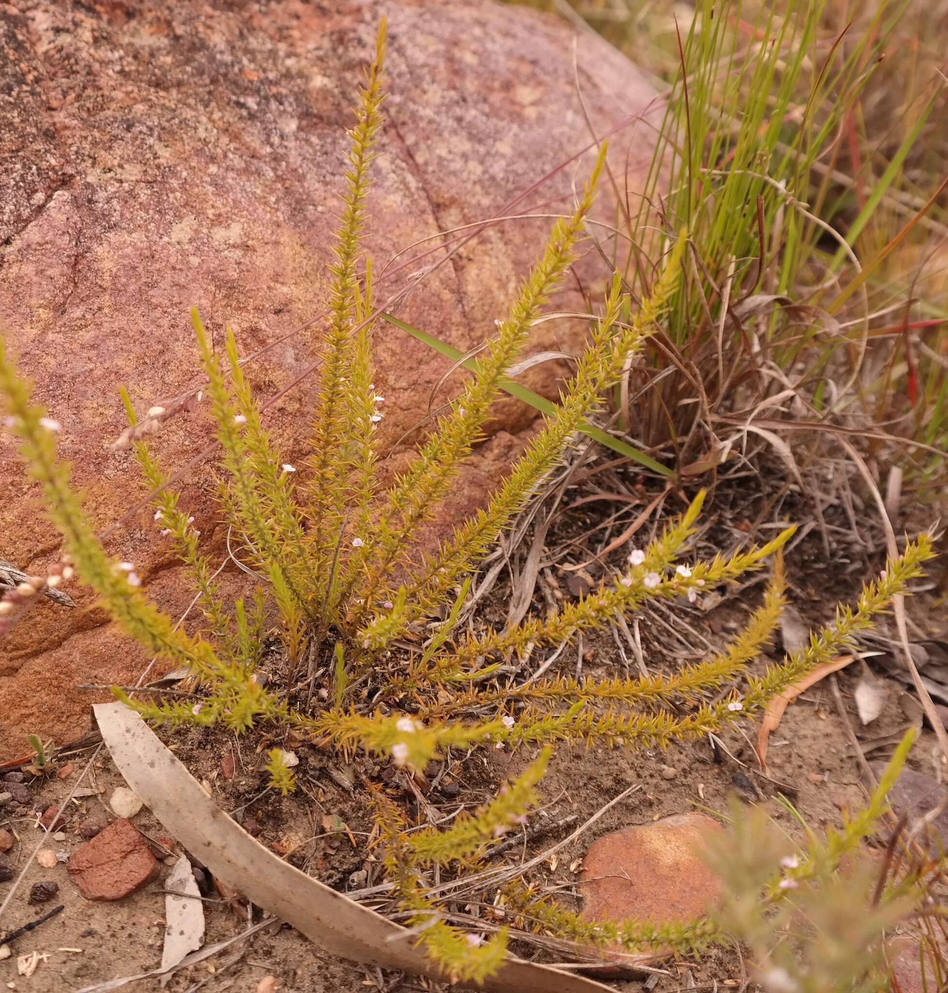 Image of Muraltia acerosa Harv.