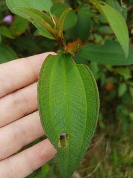 Image of Melastoma malabathricum subsp. malabathricum