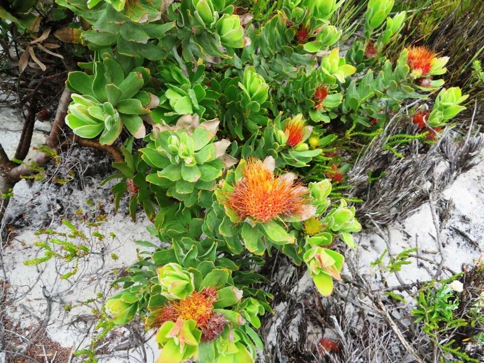 Image of Leucospermum oleifolium (P. J. Bergius) R. Br.