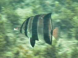 Chelmonops truncatus (Kner 1859) resmi