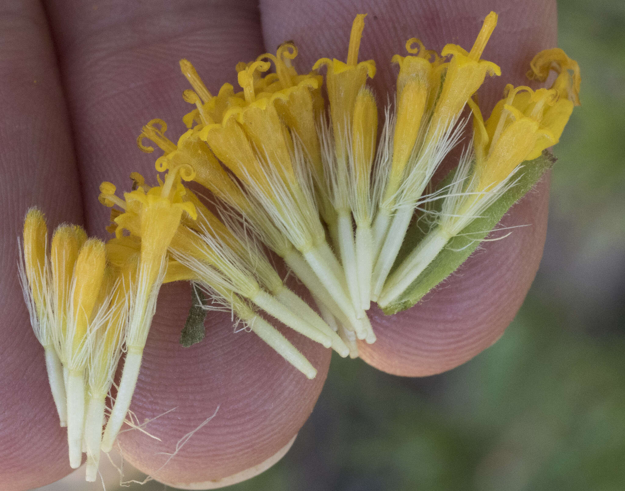 Слика од Arnica nevadensis A. Gray