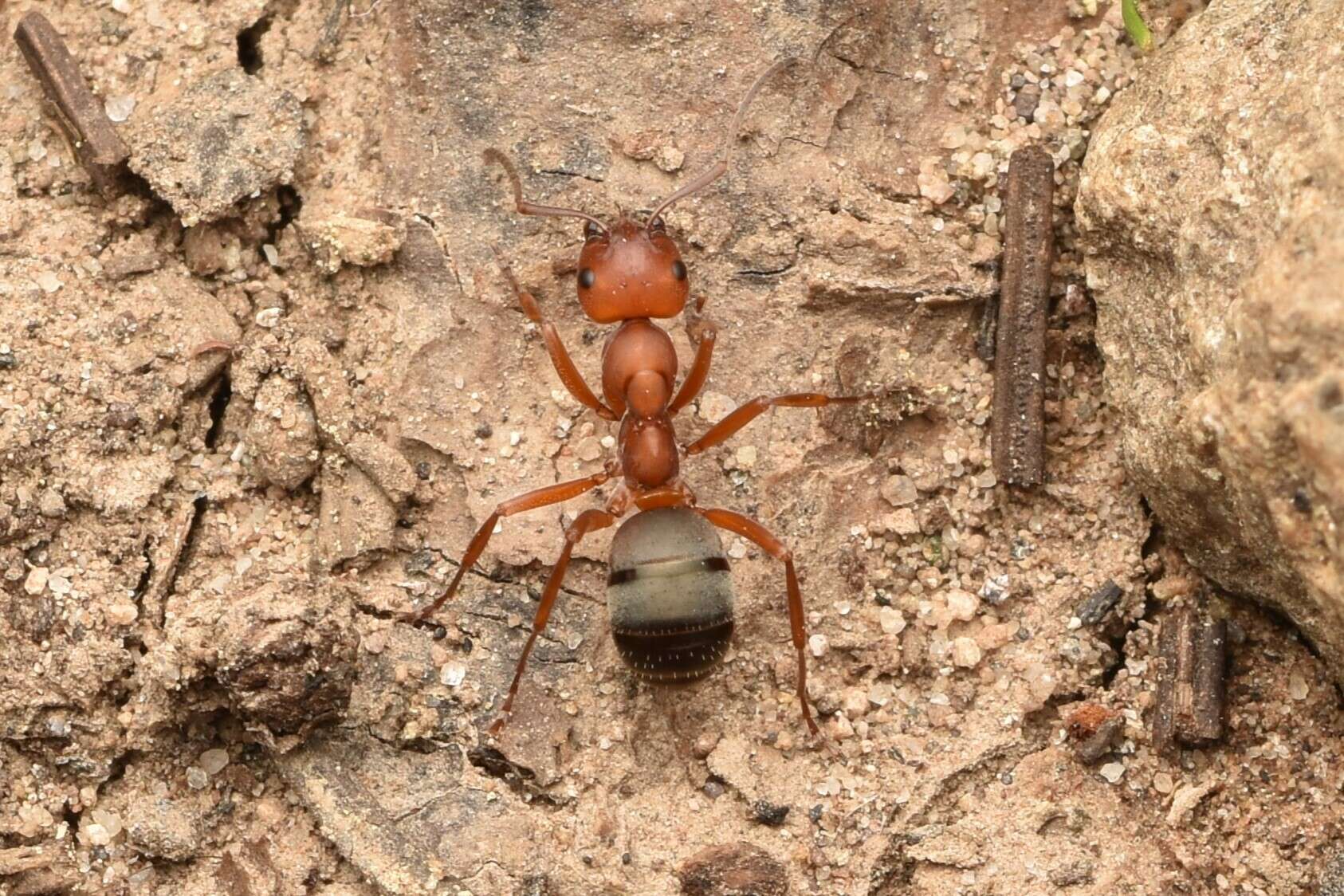 Image of Formica subintegra Wheeler 1908