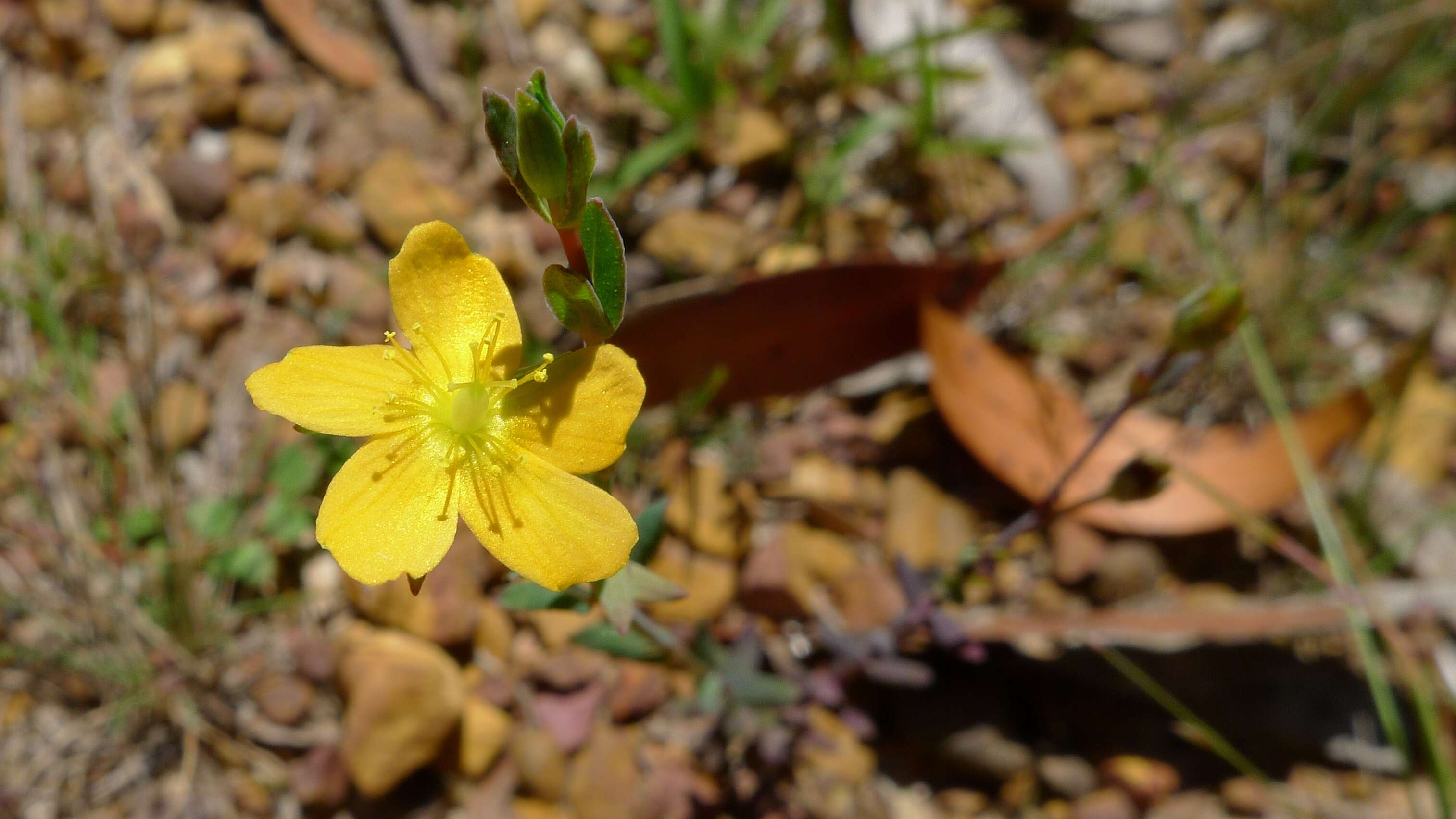 Image of grassy St. Johnswort