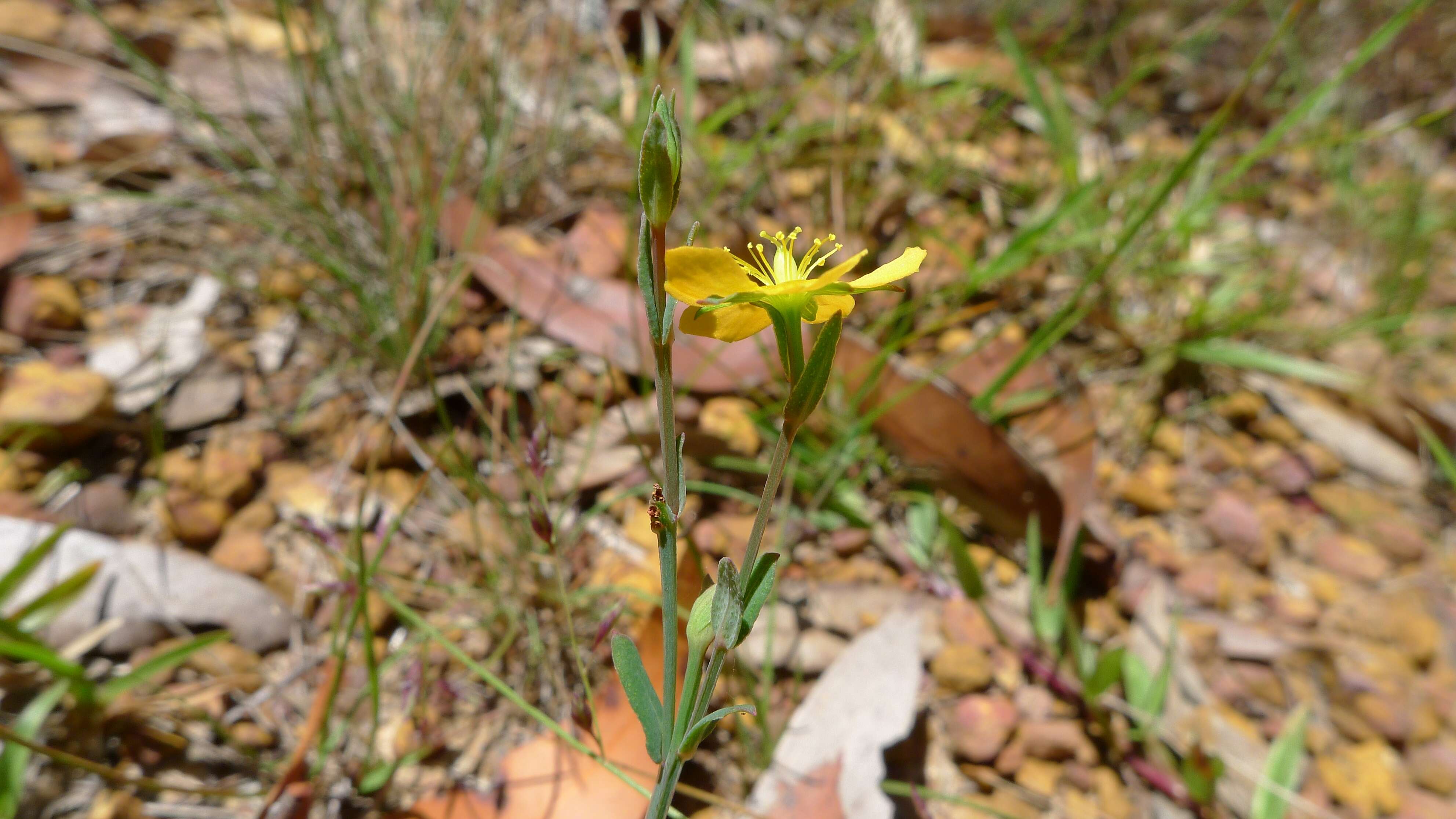 Image of grassy St. Johnswort