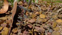 Image of grassy St. Johnswort