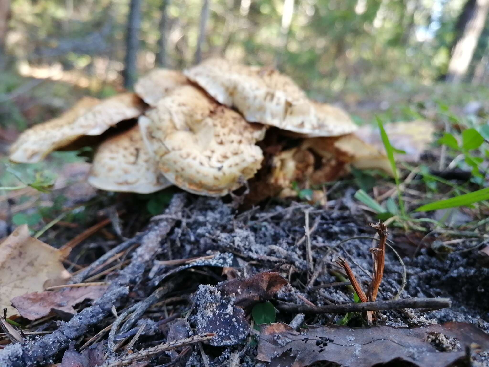 Imagem de Pholiota kodiakensis A. H. Sm. & Hesler 1968