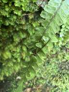 Image of Hobdy's Spleenwort