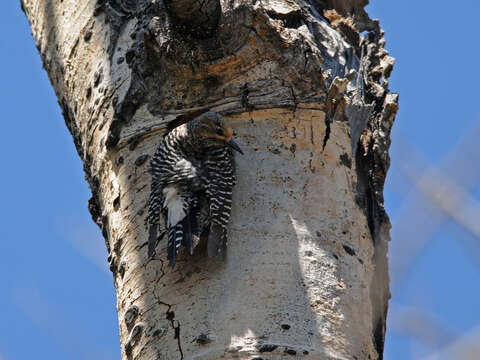 Image of Williamson's Sapsucker