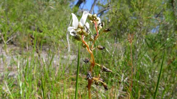 Image of Drosera binata Labill.