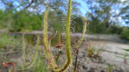 Image of Drosera binata Labill.