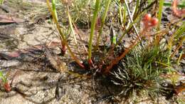 Image of Drosera binata Labill.