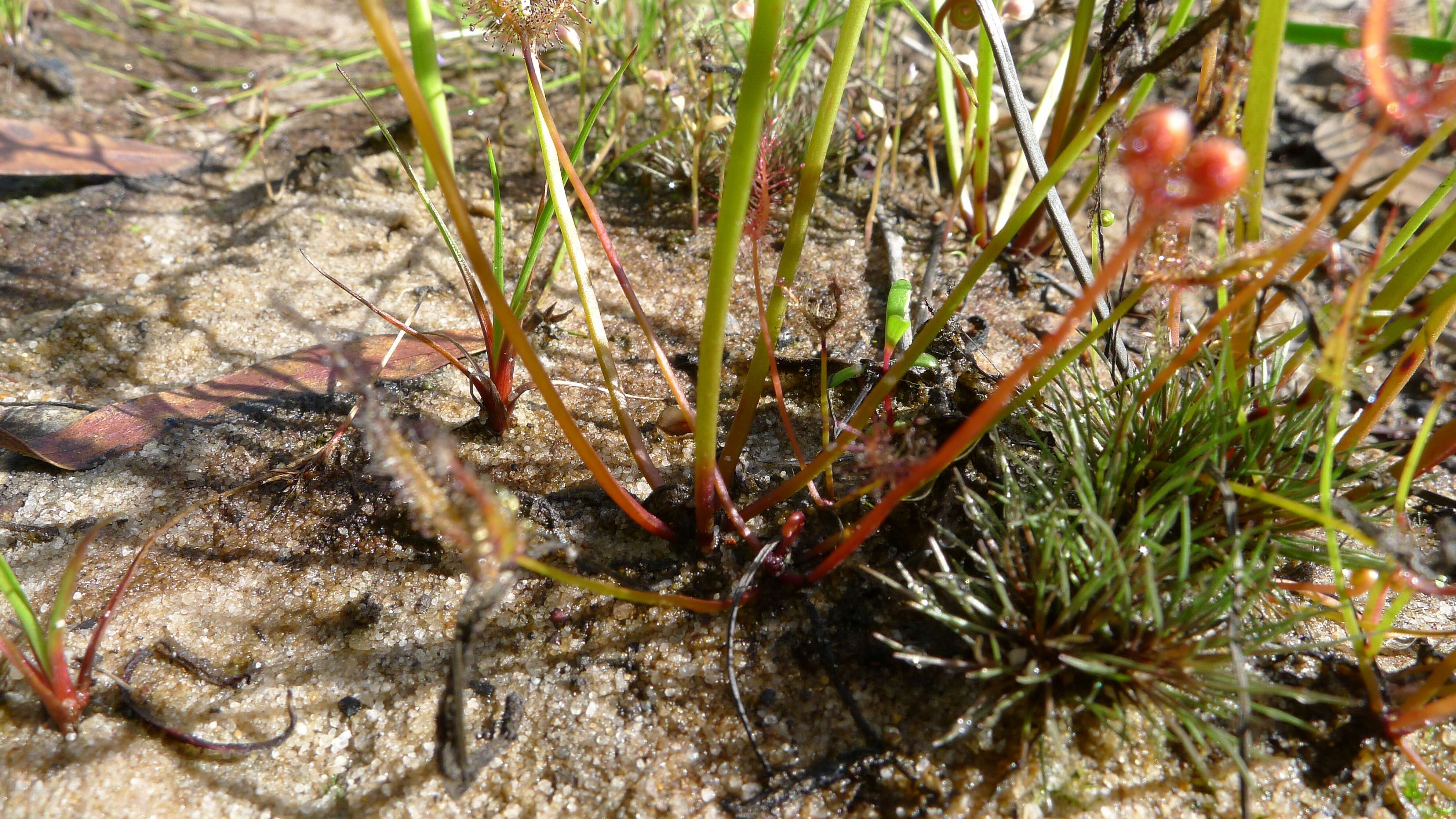 Image of Drosera binata Labill.