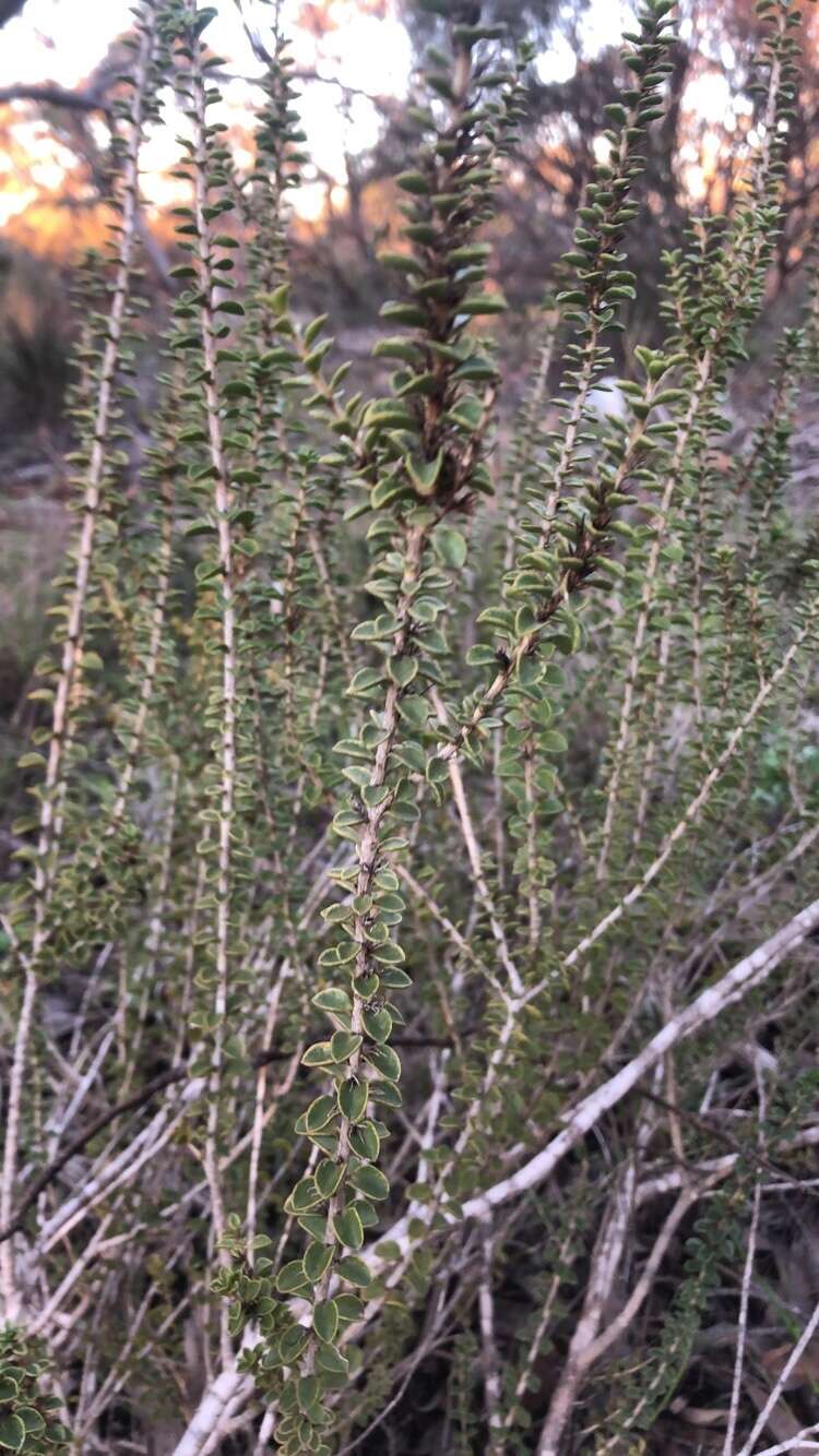 Image of Eremophila crassifolia (F. Muell.) F. Muell.