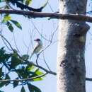 Imagem de Tityra semifasciata costaricensis Ridgway 1906