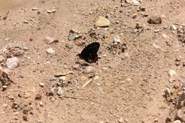 Слика од Parides montezuma (Westwood 1842)