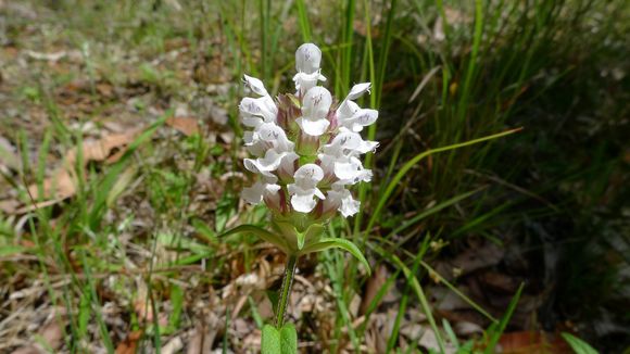 Image of <i>Prunella laciniata</i> (L.) L.