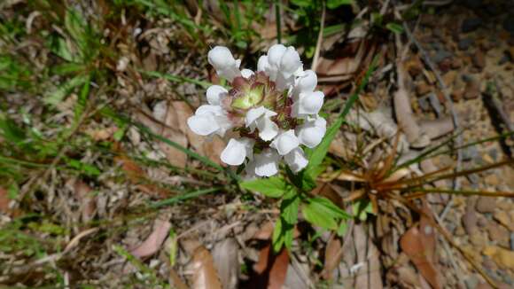 Image of cutleaf selfheal