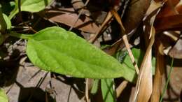 Image of cutleaf selfheal