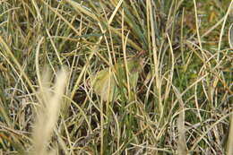 Image of Colias lesbia andina