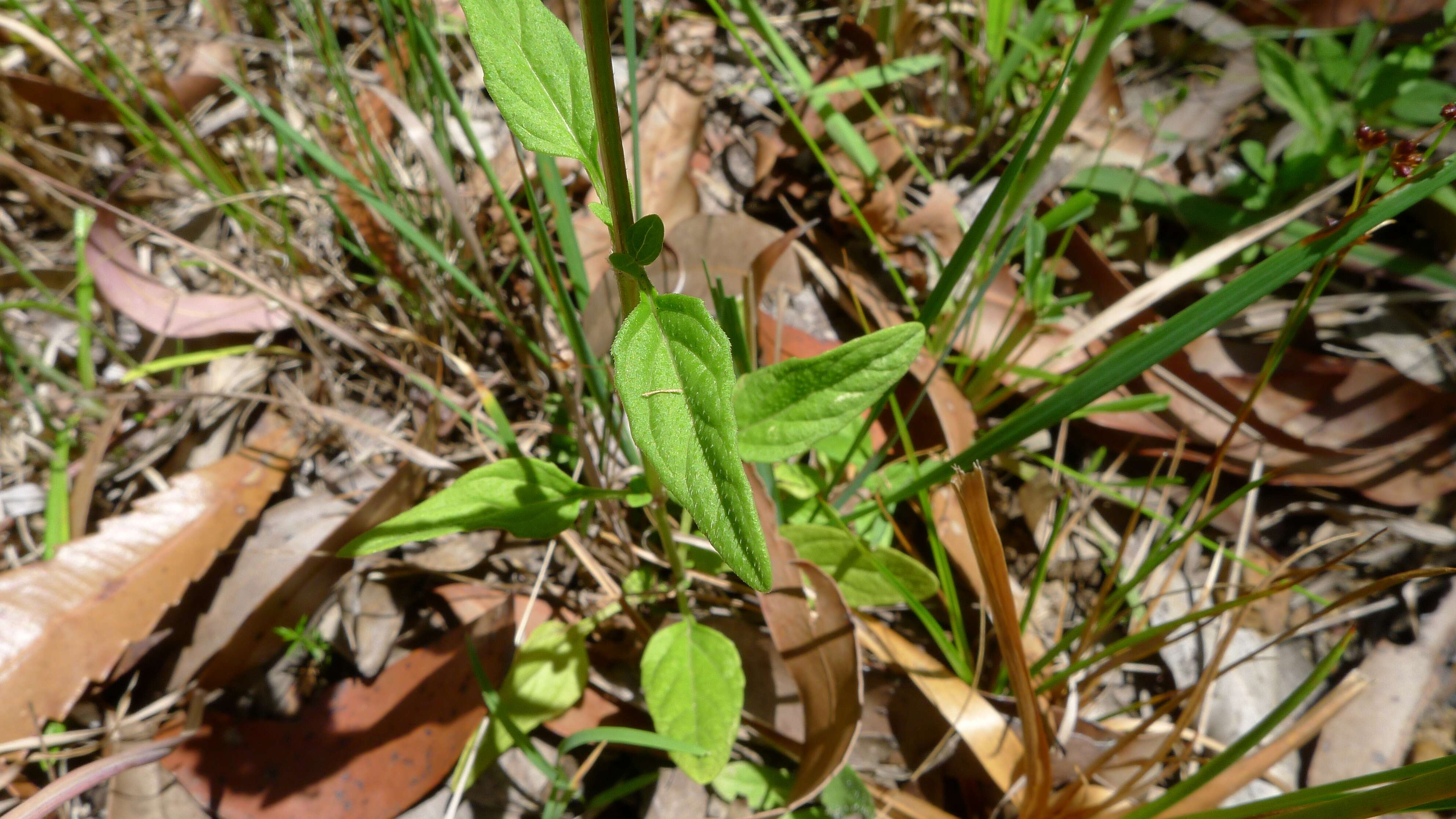 Image of cutleaf selfheal