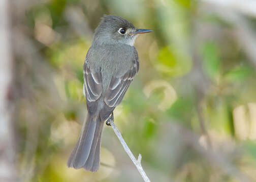 Image of Cuban Pewee