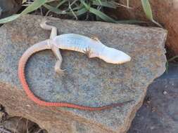 Image of Karoo Plated Lizard