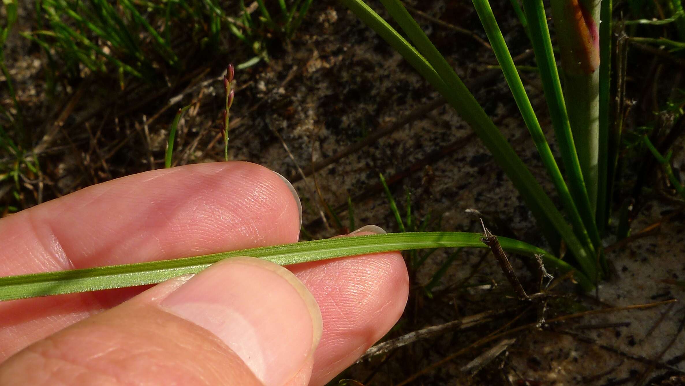 Слика од Blandfordia grandiflora R. Br.