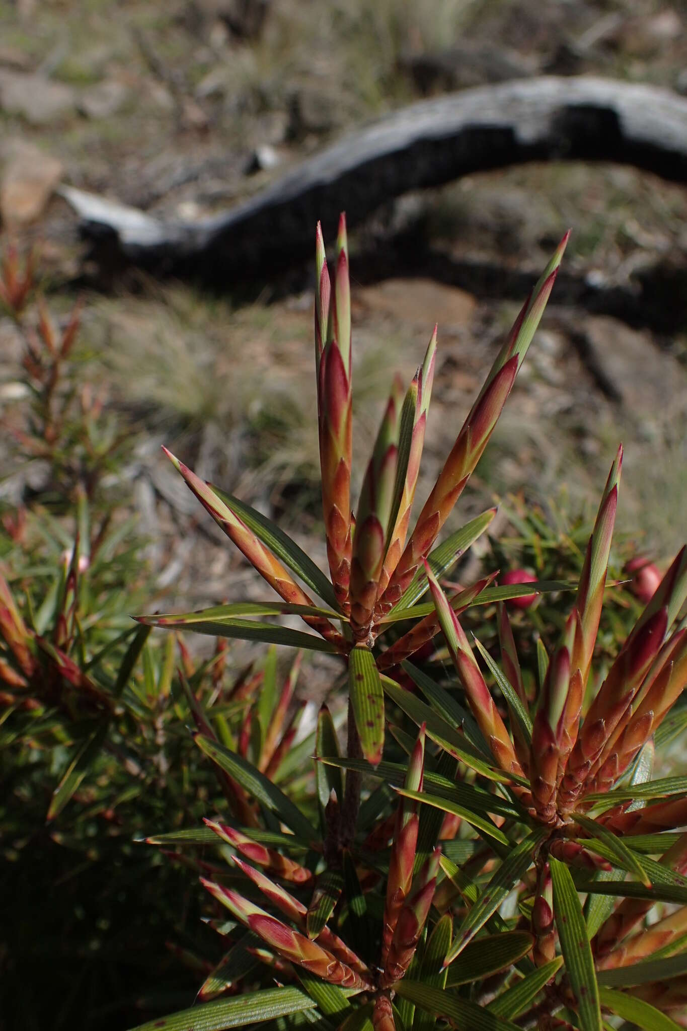 Imagem de Cyathodes glauca Labill.