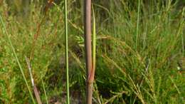 Image of Blandfordia grandiflora R. Br.