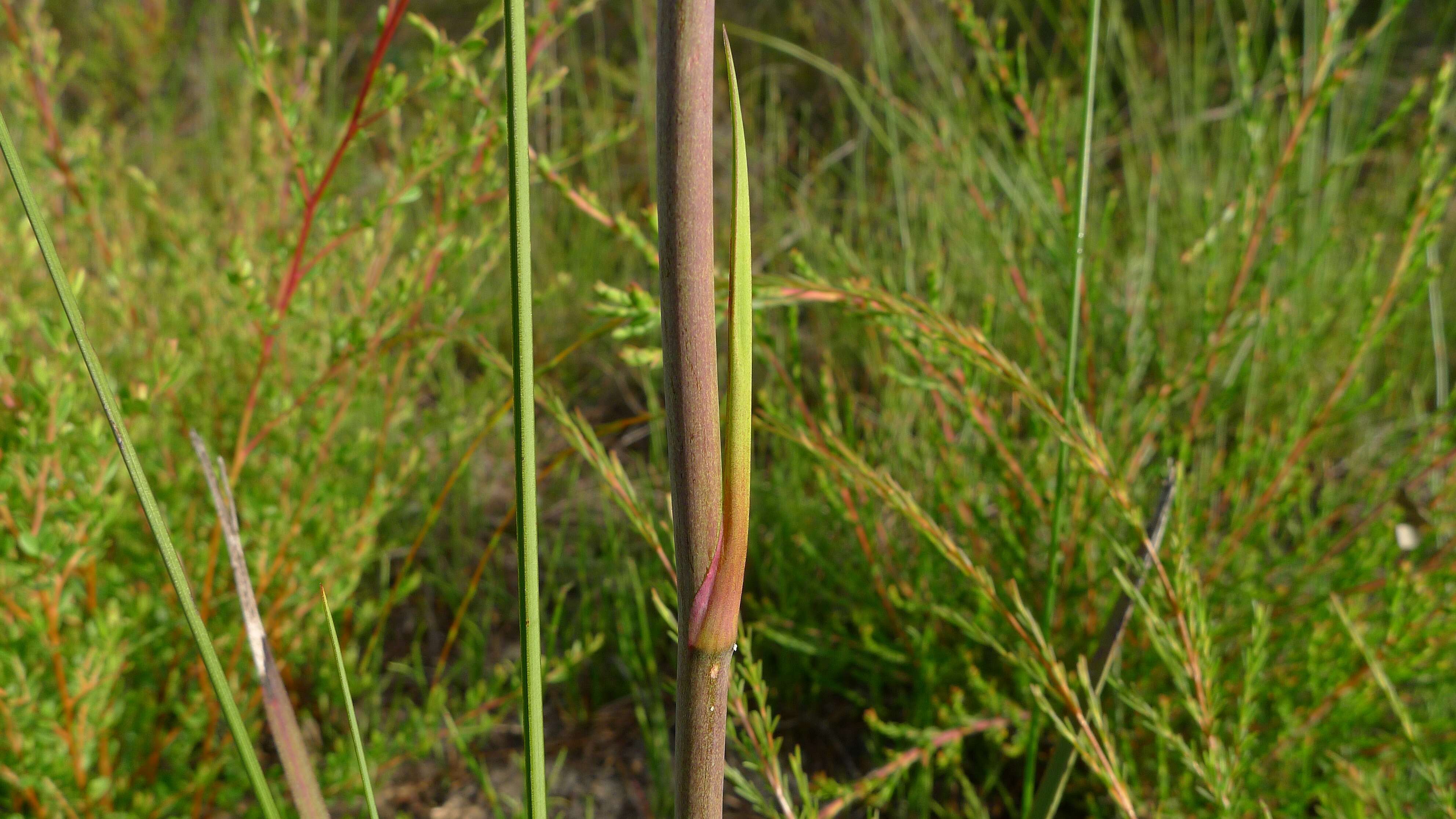 Слика од Blandfordia grandiflora R. Br.