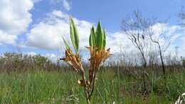 Image of Blandfordia grandiflora R. Br.