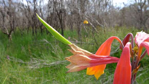 Слика од Blandfordia grandiflora R. Br.